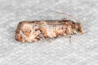 Lobesia botrana
