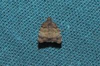 Choreutis pariana