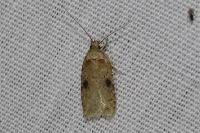 Agonopterix propinquella