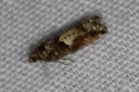 Epinotia immundana