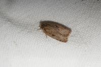 Agonopterix yeatiana