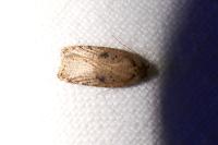 Agonopterix yeatiana