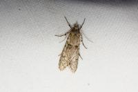 Diurnea fagella