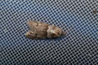 Tortricodes alternella