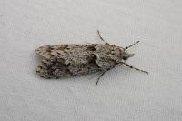 Diurnea fagella