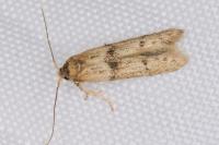 Blastobasis phycidella