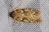 Gelechia muscosella
