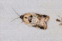 Acleris variegana