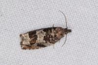 Ancylis achatana