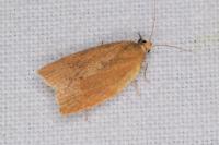 Clepsis consimilana