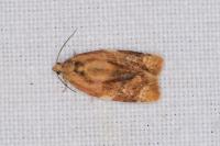 Ditula angustiorana