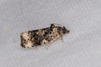 Endothenia gr. gentianaeana