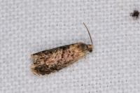 Grapholita janthinana