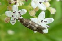 Scythris scopolella