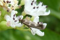 Scythris scopolella