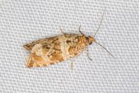 Celypha cespitana