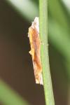 Acleris cristana