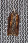Acleris cristana