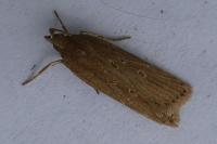 Helcystogramma triannulella