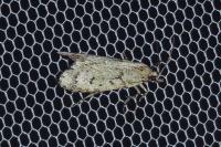 Diurnea fagella