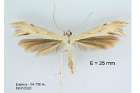 Calyciphora albodactyla