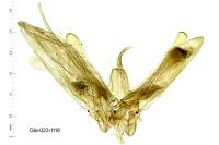 Calyciphora albodactyla