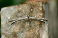 Gypsochares bigoti