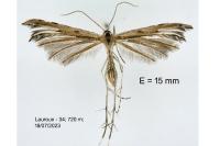 Gypsochares bigoti