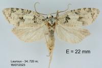 Eana canescana