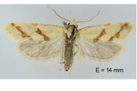 Aethes flagellana