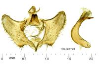 Aethes flagellana