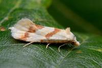 Aethes bilbaensis