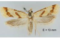 Aethes bilbaensis