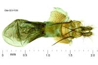 Aethes bilbaensis