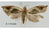 Ancylis unculana