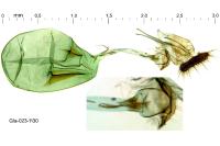 Ancylis unculana