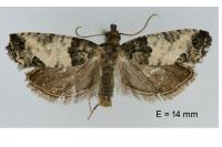 Spilonota ocellana