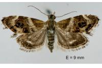 Tebenna micalis