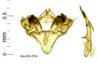 Tebenna micalis