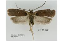 Agonopterix oinochroa