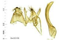 Anacampsis timidella