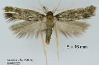 Eurodachtha canigella