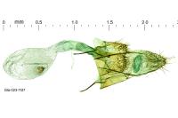 Eurodachtha canigella