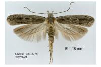 Gelechia sabinella