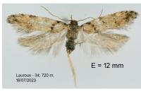 Carpatolechia aenigma