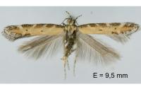 Aristotelia brizella