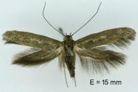 Scythris dissimilella