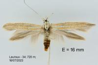 Coleophora galbulipennella