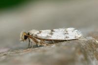 Eumasia parietariella