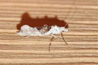 Ypsolopha asperella